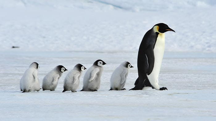 March of the Penguins