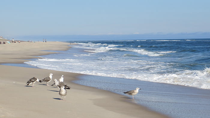 People and Seagulls enjoying Coopers beach in New York