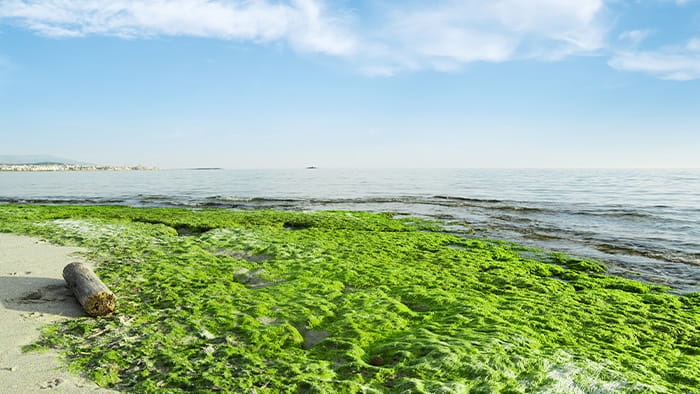 Seaweed on the beach