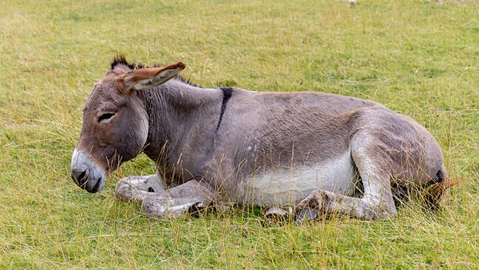A sleeping donkey
