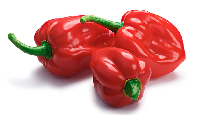 A vividly red 7 Pot Primo pepper, showcasing its elongated shape and notorious skinny tail.