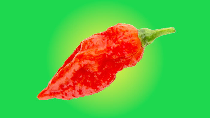 The Naga Viper pepper, with its bright red hue and slightly wrinkled texture, symbolizing its fiery nature.