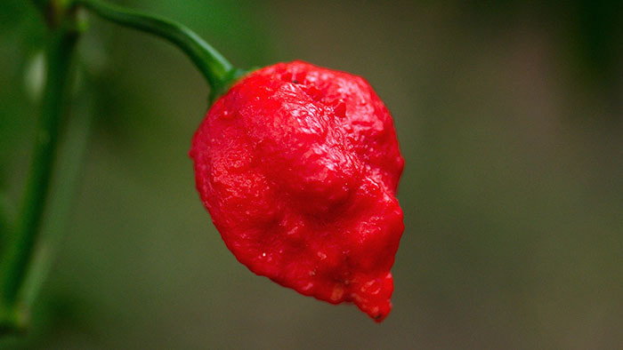 A close-up view of the Trinidad Moruga Scorpion pepper, showcasing its vibrant red color and wrinkled texture.