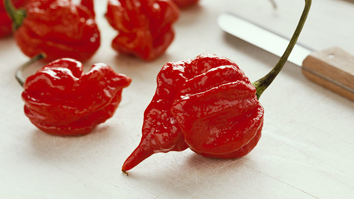 The Trinidad Scorpion 'Butch T' pepper, revealing its vibrant red color and scorpion-like tail, symbolizing its potent heat.