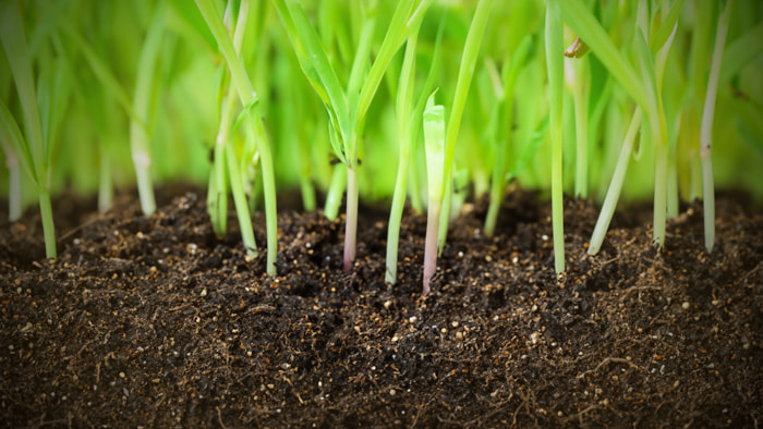 An organic farm with a focus on natural cultivation methods, minimizing the use of synthetic chemicals.